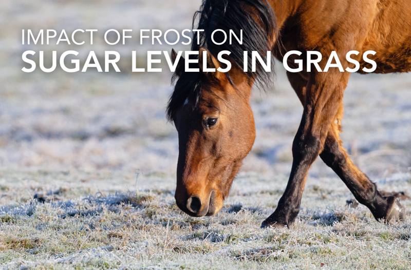 The impact of frost on sugar levels in grass | Equine Science Matters™